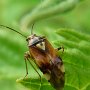 mirid bug (calocoris stysi)